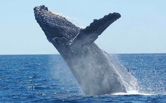 5 Best Places For Whale Watching In Rarotonga