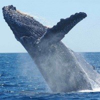 5 Best Places For Whale Watching In Rarotonga