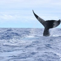 Whale Watching Update from Rarotonga — Your Guide with Polynesian Rentals