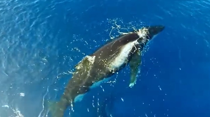 whale tour rarotonga