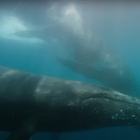 Our Beloved Whales Are Back Around Rarotonga