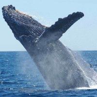5 Best Places For Whale Watching In Rarotonga