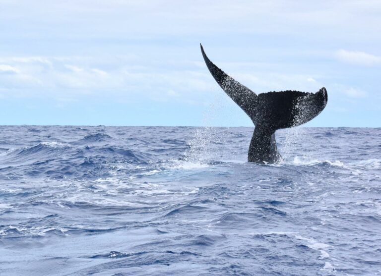 Whale Watching Update from Rarotonga — Your Guide with Polynesian Rentals