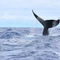 Whale Watching Update from Rarotonga — Your Guide with Polynesian Rentals