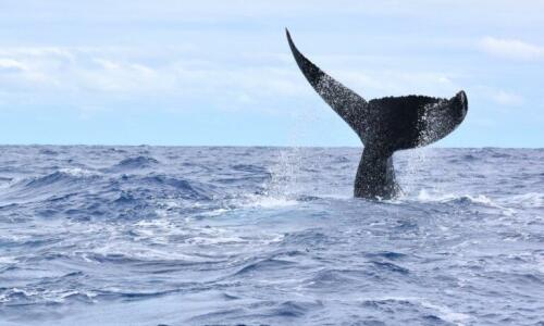 Whale Watching Update from Rarotonga — Your Guide with Polynesian Rentals