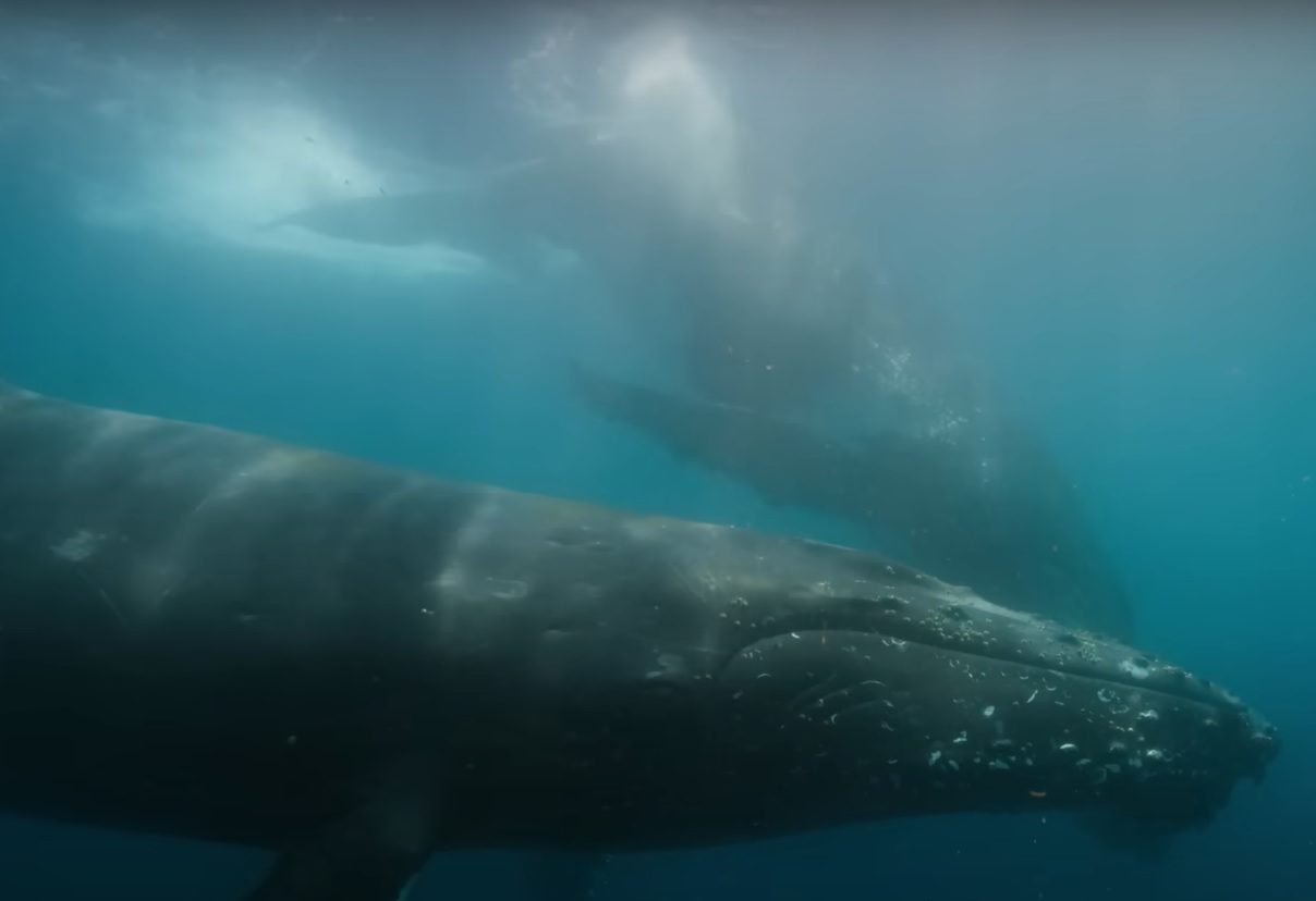 Our Beloved Whales Are Back Around Rarotonga