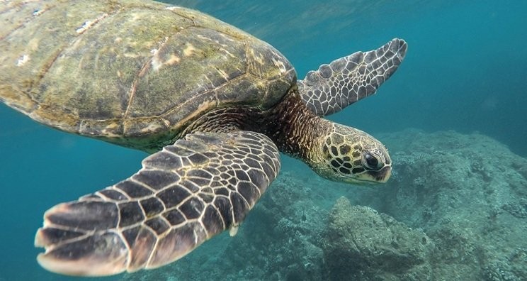 Top Tips for Spotting Turtles When Snorkelling